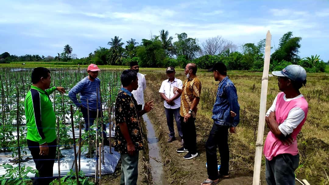 Bersama Walinagari Pungguang Kasiak, HM Nurnas Tanam Tomat dan Terong