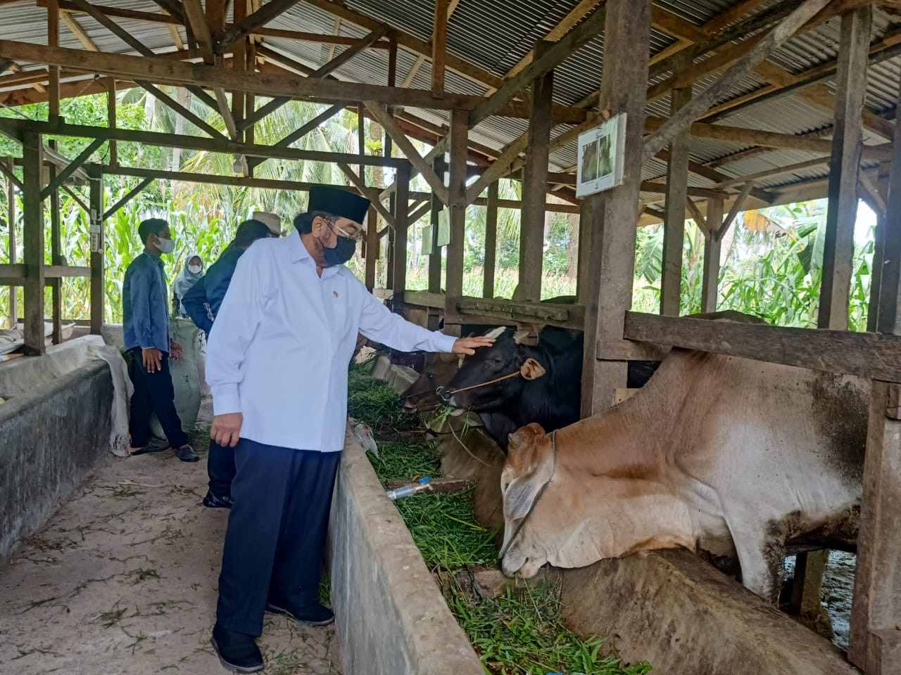 Kembangkan Penggemukan Sapi, Leonardy Kunjungi BUMDES Naras Hilir