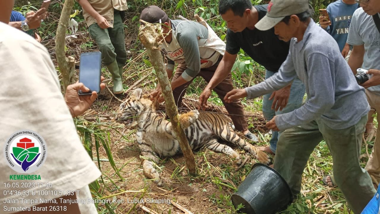 Seekor Harimau Sumatera Tewas Terkena Jerat Babi 