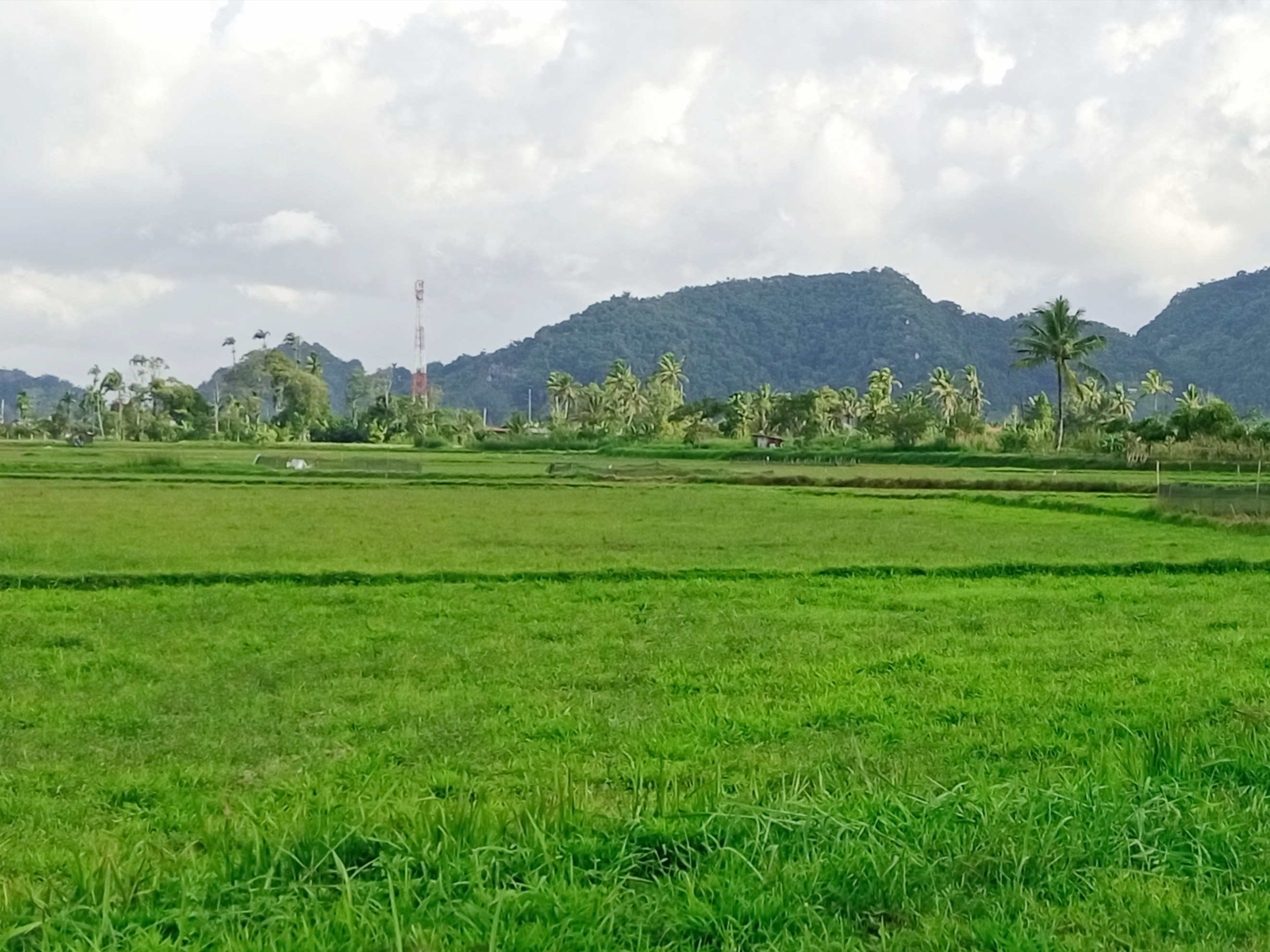 Prediksi Ribuan Hektar Sawah di Wilayah Kamang, Kab. Agam Gagal Tanam dan Gagal Panen