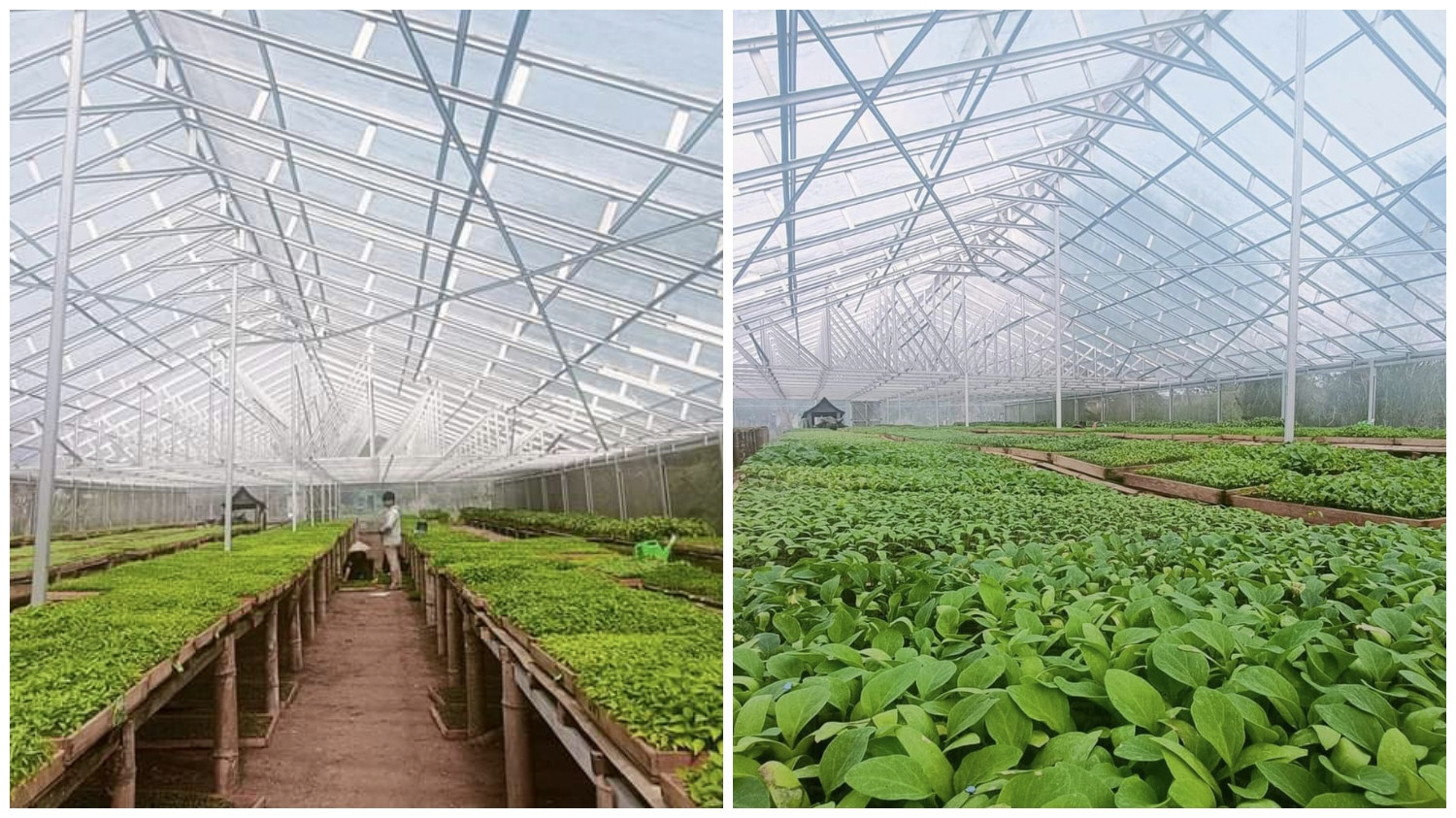 Green House Lezatta Siap Sedia Bibit Tanaman Skala Besar Buat Petani
